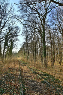 Schienen im Wald by Falko Follert