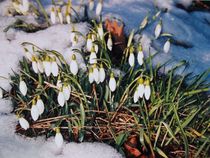 Frühlingsboten von Dorothy Maurus