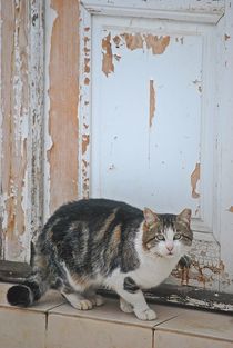 Istanbul cats... 3 von loewenherz-artwork