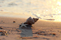 Shell on the sea / Muschel am Meer by Tanja Riedel