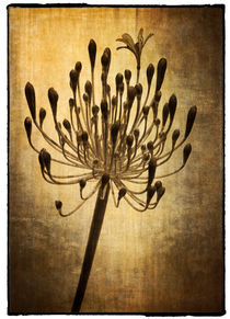 Agapanthus von Cesar Palomino