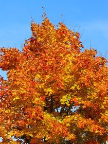 Leuchtender Herbst von gscheffbuch