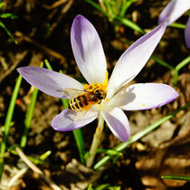 'Bieneneinkehr auf Krokus' von Sabine Radtke