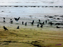 Gulls on the Beach III by Carlos Segui