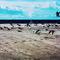 Gulls-on-the-beach-05