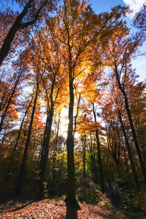 Goldener Oktober by Thomas Jäger