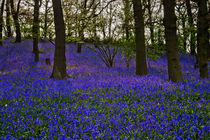 BlueBell Carpet von travelingjournalist