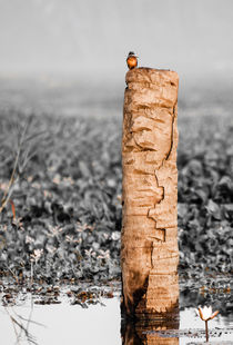 Kingfisher on a stump. by Brent Olson