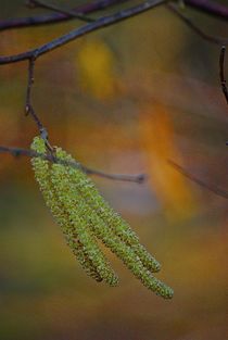 colours of spring... 1 von loewenherz-artwork