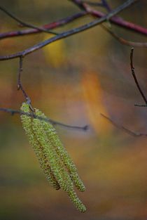 colours of spring... 3 by loewenherz-artwork