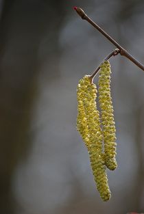 Frühlingszauber... 1 von loewenherz-artwork