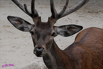 Deer von Carlos Segui