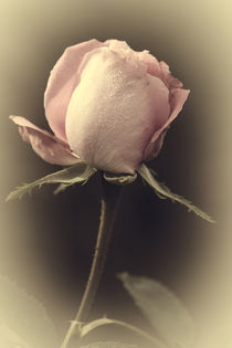 Vintage Rose von Petra Gertitschke