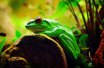 Green Frog by Glen Mackenzie