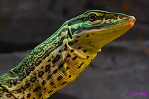 Lizard von Carlos Segui
