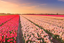 Tulip fields at sunrise von Sara Winter