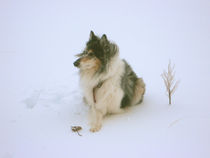 Schneehund by Thomas Matzl