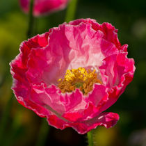 Poppy by Pete Hemington