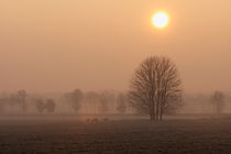 Deer in a clearing at dawn von Tanja Riedel