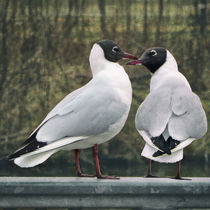 Love me! by Chris Berger