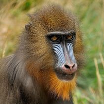 Mandrill von mehrfarbeimleben