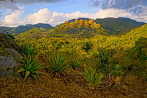 Agave in der Sierra de Escambray von Christian Behring