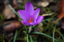 Violet Crocus by Banu Srini