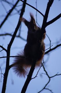 Abhängen in Blau / Eichhörnchen II - Hanging around in  blue / squirrel II by mateart