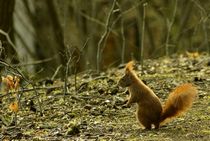 Gut frisiert wie immer / Eichhörnchen III - nice haircut / squirrel III by mateart