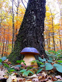 Mushroom under tree by esperanto