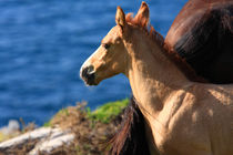 Colt By The Sea by Aidan Moran