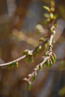 Forsythienknospen... 1 by loewenherz-artwork