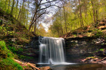 Greening Trees at Harrison Wright Falls by Gene Walls