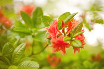 Azalea Il Tasso flowers red  von Arletta Cwalina