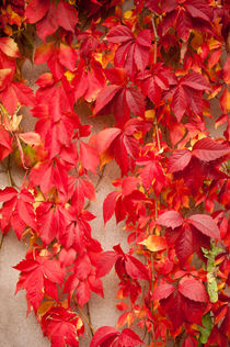 Vitaceae ivy wall abstract by Arletta Cwalina