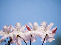 Bunch of pink Rhododendron by Arletta Cwalina