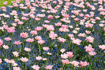 Pink Foxtrot tulips by Arletta Cwalina