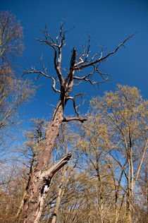 Old dead trunk decayed tree by Arletta Cwalina