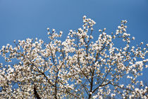 White Magnolia blossoms bunch by Arletta Cwalina