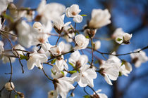 White Magnolia spring flowers by Arletta Cwalina