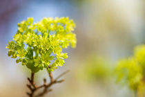 Acer blooming twig detail von Arletta Cwalina