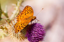 Fabriciana adippe butterfly sitting by Arletta Cwalina