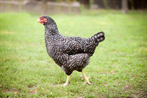 patchy plymouth rock chicken von Arletta Cwalina