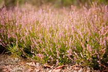 Bunches of wild pink heather von Arletta Cwalina