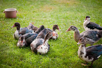 Cairina moschata brace quacking by Arletta Cwalina