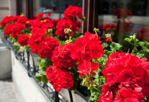 Bunches of vibrant red Pelargonium von Arletta Cwalina