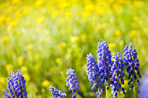 Blue Muscari Mill bunches von Arletta Cwalina