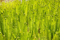 Fern foliage meadow abstract by Arletta Cwalina