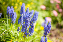 Muscari Mill blue bunches by Arletta Cwalina