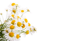 white flowerheads of chamomile by Arletta Cwalina